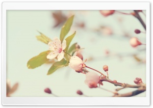 Cherry Flowers Buds Ultra HD Wallpaper for 4K UHD Widescreen desktop, tablet & smartphone