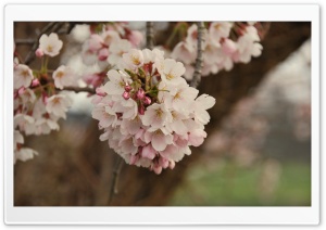 Cherry Flowers Bundle Ultra HD Wallpaper for 4K UHD Widescreen desktop, tablet & smartphone