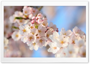 Cherry Flowers Bundle Spring Ultra HD Wallpaper for 4K UHD Widescreen desktop, tablet & smartphone