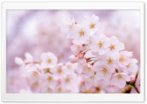 Cherry Flowers Cloe Up Ultra HD Wallpaper for 4K UHD Widescreen desktop, tablet & smartphone