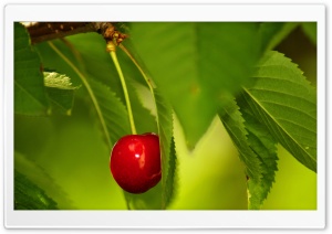 Cherry Fruit Tree Ultra HD Wallpaper for 4K UHD Widescreen desktop, tablet & smartphone