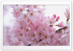 Cherry Pink Flowers Ultra HD Wallpaper for 4K UHD Widescreen desktop, tablet & smartphone