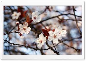 Cherry Plum Flowers Spring Ultra HD Wallpaper for 4K UHD Widescreen desktop, tablet & smartphone