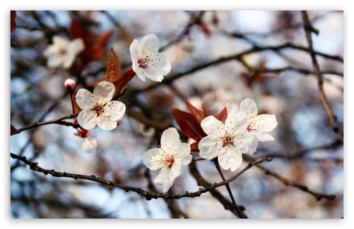 Cherry Plum Flowers Spring UltraHD Wallpaper for 8K UHD TV 16:9 Ultra High Definition 2160p 1440p 1080p 900p 720p ; Widescreen 16:10 5:3 WHXGA WQXGA WUXGA WXGA WGA ; Fullscreen 4:3 5:4 3:2 UXGA XGA SVGA QSXGA SXGA DVGA HVGA HQVGA ( Apple PowerBook G4 iPhone 4 3G 3GS iPod Touch ) ; Tablet 1:1 ; Mobile 3:5 3:4 - ;