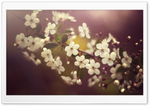 Cherry Plum Flowers Springtime Ultra HD Wallpaper for 4K UHD Widescreen desktop, tablet & smartphone