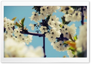 Cherry Tree Ultra HD Wallpaper for 4K UHD Widescreen desktop, tablet & smartphone