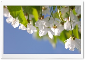 Cherry Tree Ultra HD Wallpaper for 4K UHD Widescreen desktop, tablet & smartphone