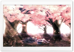 Cherry Tree Blossoms Ultra HD Wallpaper for 4K UHD Widescreen desktop, tablet & smartphone