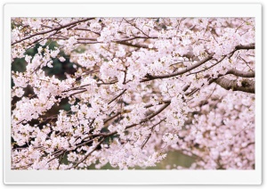 Cherry Tree Branches Ultra HD Wallpaper for 4K UHD Widescreen desktop, tablet & smartphone