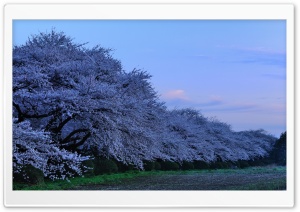 Cherry Trees Ultra HD Wallpaper for 4K UHD Widescreen desktop, tablet & smartphone