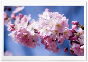 Cherry Twig Ultra HD Wallpaper for 4K UHD Widescreen desktop, tablet & smartphone