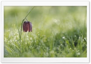 Chess Flower 4K UHD Wallpaper for Widescreen and UltraWide Desktop, UltraHD TV, Smartphone, Tablet