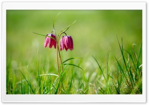 Chess Flowers, Nature Photography Ultra HD Wallpaper for 4K UHD Widescreen desktop, tablet & smartphone