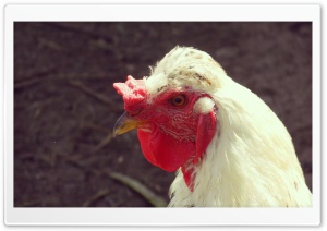 chicken 4K UHD Wallpaper for Widescreen and UltraWide Desktop, UltraHD TV, Smartphone, Tablet