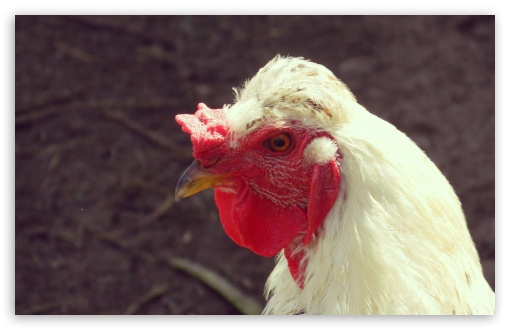 chicken UltraHD Wallpaper for HD 16:9 ; Widescreen 16:10 5:3 ;