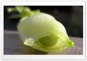 Chickpea 4K UHD Wallpaper for Widescreen and UltraWide Desktop, UltraHD TV, Smartphone, Tablet