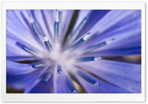 Chicory Plant Macro Ultra HD Wallpaper for 4K UHD Widescreen desktop, tablet & smartphone