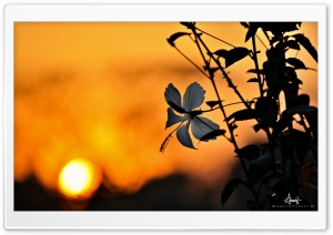 China Rose Ultra HD Wallpaper for 4K UHD Widescreen desktop, tablet & smartphone