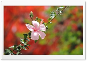 China Rose 4K UHD Wallpaper for Widescreen and UltraWide Desktop, UltraHD TV, Smartphone, Tablet