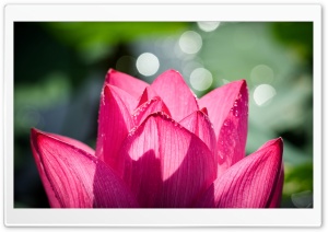 Chinese Lotus Ultra HD Wallpaper for 4K UHD Widescreen desktop, tablet & smartphone