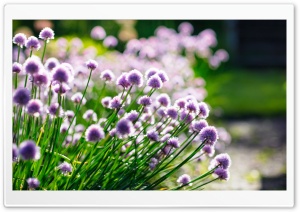 Chive Blossoms Ultra HD Wallpaper for 4K UHD Widescreen desktop, tablet & smartphone