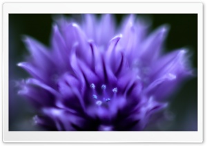 Chive Flower Ultra HD Wallpaper for 4K UHD Widescreen desktop, tablet & smartphone
