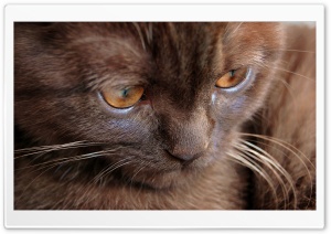 Chocolate Cat Ultra HD Wallpaper for 4K UHD Widescreen desktop, tablet & smartphone