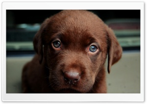 Chocolate Puppy Ultra HD Wallpaper for 4K UHD Widescreen desktop, tablet & smartphone