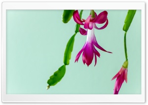 Christmas Cactus Ultra HD Wallpaper for 4K UHD Widescreen desktop, tablet & smartphone