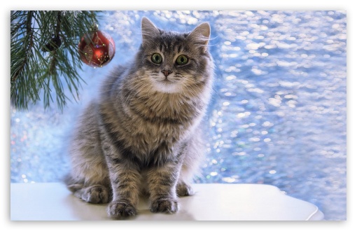 Christmas Cat UltraHD Wallpaper for Wide 16:10 Widescreen WHXGA WQXGA WUXGA WXGA ;