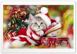 Christmas cat Ultra HD Wallpaper for 4K UHD Widescreen desktop, tablet & smartphone