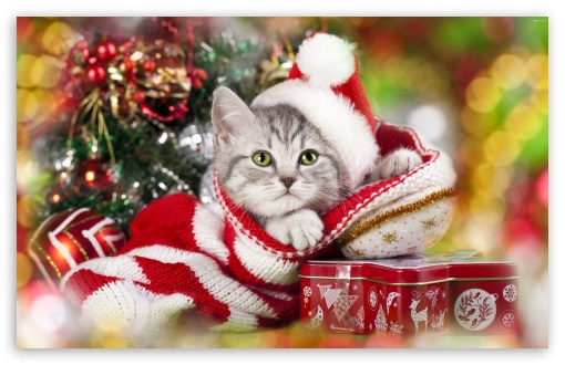 Christmas cat UltraHD Wallpaper for Wide 16:10 Widescreen WHXGA WQXGA WUXGA WXGA ;