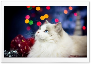 Christmas kitten Ultra HD Wallpaper for 4K UHD Widescreen desktop, tablet & smartphone