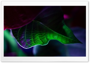 Christmas Star Plant Leaf Macro Ultra HD Wallpaper for 4K UHD Widescreen desktop, tablet & smartphone