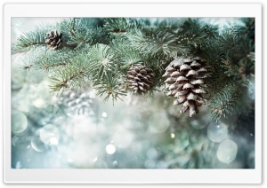 Christmas Tree Ultra HD Wallpaper for 4K UHD Widescreen desktop, tablet & smartphone