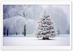 Christmas Tree Outdoor Ultra HD Wallpaper for 4K UHD Widescreen desktop, tablet & smartphone