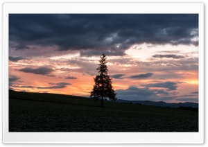 Christmas Tree Silhouette at Sunset Ultra HD Wallpaper for 4K UHD Widescreen desktop, tablet & smartphone