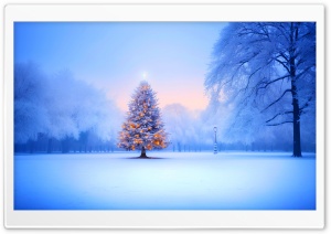 Christmas Tree, White Winter, Evening Ultra HD Wallpaper for 4K UHD Widescreen desktop, tablet & smartphone