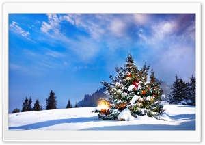 Christmas Trees Decorated Outside Ultra HD Wallpaper for 4K UHD Widescreen desktop, tablet & smartphone