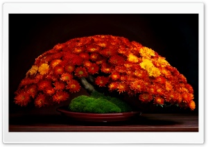 Chrysanthemum Bonsai Tree Ultra HD Wallpaper for 4K UHD Widescreen Desktop, Lockscreen, Screensaver, TV, Tablet, Smartphone