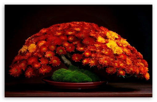 Chrysanthemum Bonsai Tree UltraHD Wallpaper for UHD 16:9 ; HD 16:9 ; UltraWide 21:9 24:10 ; Widescreen 16:10 5:3 ;