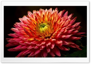 Chrysanthemum Flower Close-up 4K UHD Wallpaper for Widescreen and UltraWide Desktop, UltraHD TV, Smartphone, Tablet
