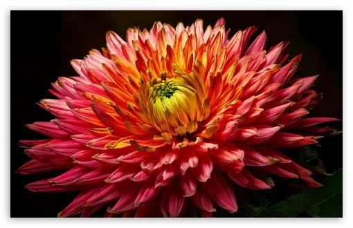 Chrysanthemum Flower Close-up UltraHD Wallpaper for UHD 16:9 ; HD 16:9 ; UltraWide 21:9 24:10 32:9 32:10 ; Widescreen 16:10 5:3 ; Fullscreen 4:3 5:4 3:2 ; Tablet 1:1 ; Mobile 9:16 9:19.5 9:20 9:21 9:22 10:16 2:3 3:5 3:4 ; Dual 16:10 5:3 16:9 4:3 5:4 3:2 ;