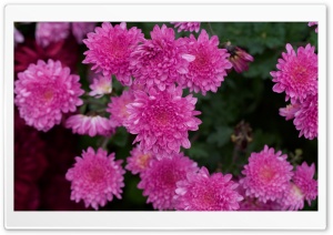 Chrysanthemum Flowers Ultra HD Wallpaper for 4K UHD Widescreen desktop, tablet & smartphone