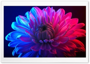 Chrysanthemum Neon Aesthetic 4K UHD Wallpaper for Widescreen and UltraWide Desktop, UltraHD TV, Smartphone, Tablet