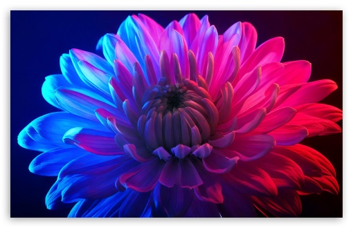 Chrysanthemum Neon Aesthetic UltraHD Wallpaper for UHD 16:9 ; HD 16:9 ; UltraWide 21:9 24:10 32:9 32:10 ; Widescreen 16:10 5:3 ; Fullscreen 4:3 5:4 3:2 ; Tablet 1:1 ; Mobile 9:16 9:19.5 9:20 9:21 9:22 10:16 2:3 3:5 3:4 ; Dual 16:10 5:3 16:9 4:3 5:4 3:2 ;