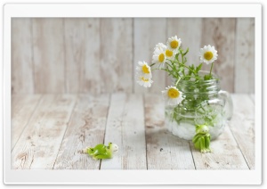 Chrysanthemum North Pole Flowers in a Jar 4K UHD Wallpaper for Widescreen and UltraWide Desktop, UltraHD TV, Smartphone, Tablet