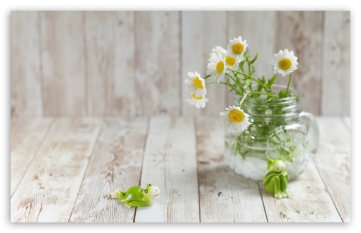 Chrysanthemum North Pole Flowers in a Jar UltraHD Wallpaper for UHD 16:9 ; HD 16:9 ; UltraWide 21:9 24:10 ; Widescreen 16:10 5:3 ; Fullscreen 4:3 5:4 3:2 ; Tablet 1:1 ; Mobile 9:16 9:19.5 9:20 9:21 10:16 2:3 3:5 3:4 ;