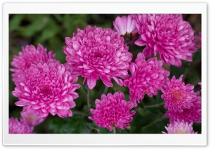 Chrysanthemums Ultra HD Wallpaper for 4K UHD Widescreen desktop, tablet & smartphone