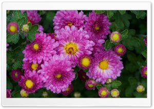 Chrysanthemums, Chrysanths, Mums, Flowers Ultra HD Wallpaper for 4K UHD Widescreen desktop, tablet & smartphone